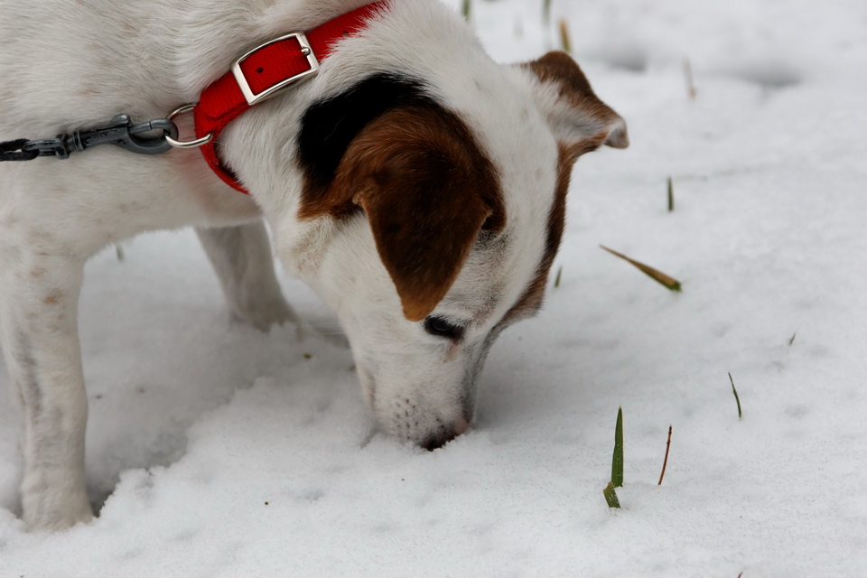Cold Nose in Highlands, North Carolina