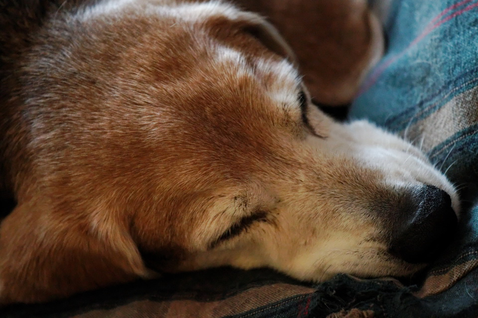 Sleeping Beagle in Atlanta, Georgia