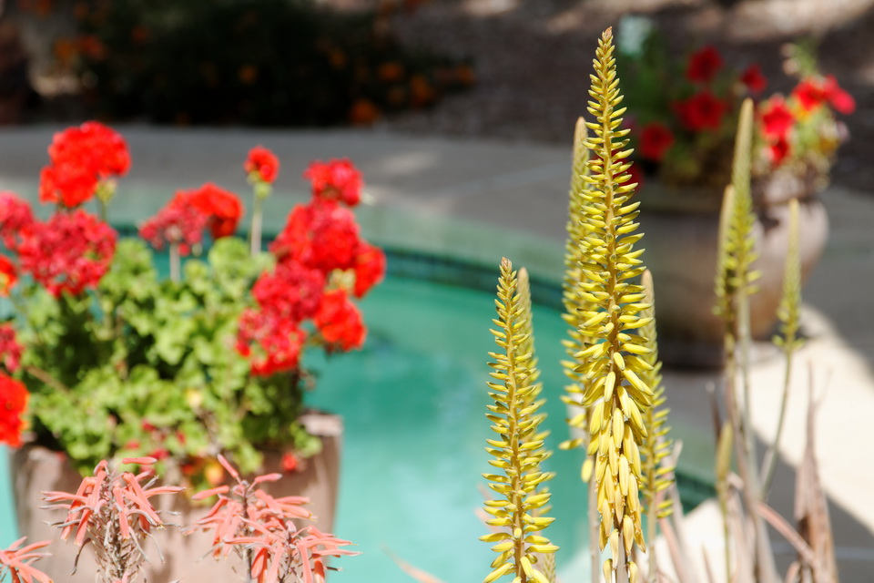 Mom's Backyard in Scottsdale, Arizona