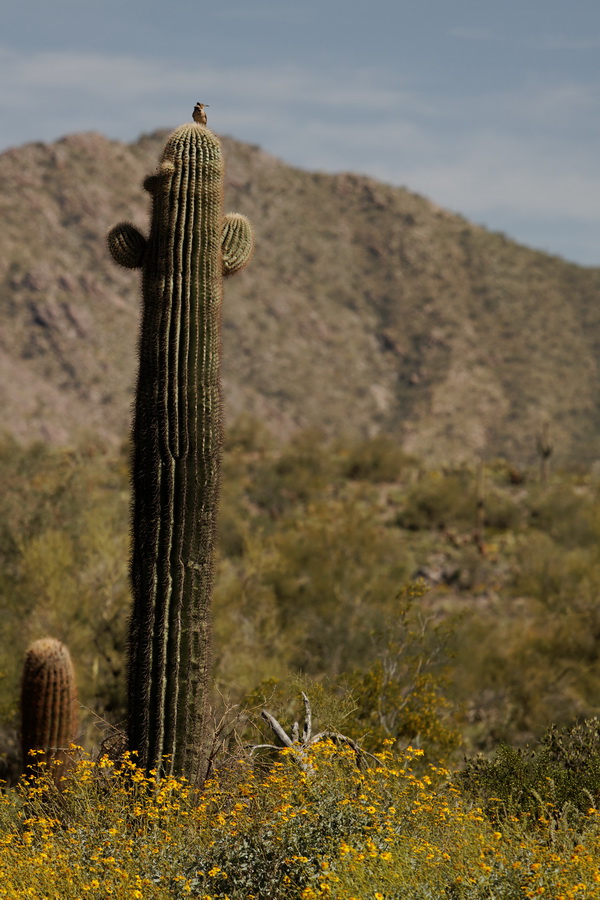 Sentinel in Scottsdale, Arizona