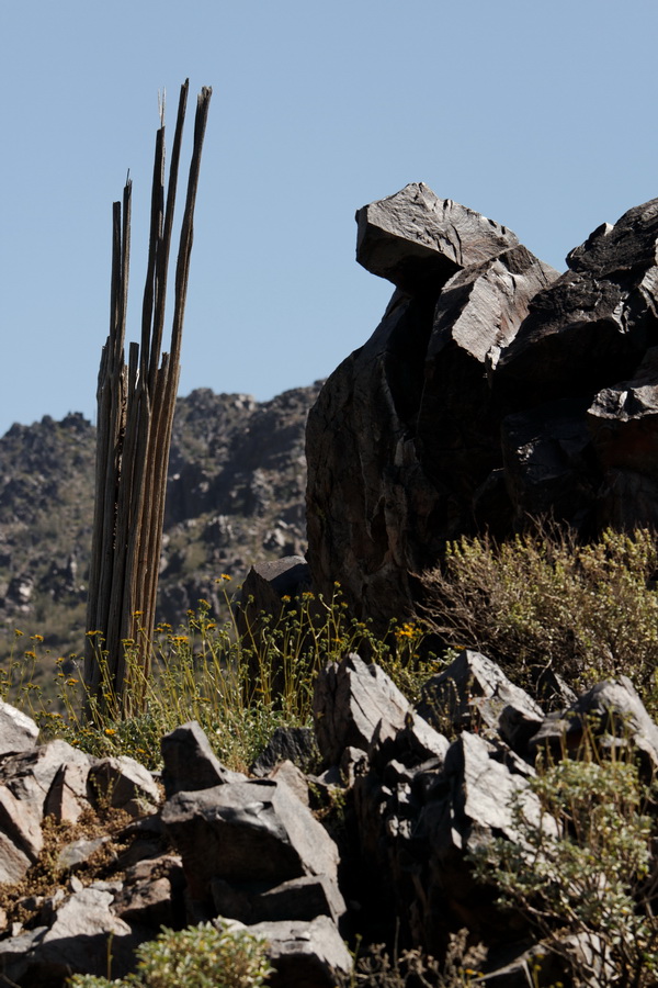 Cactus Skeleton  in Scottsdale, Arizona