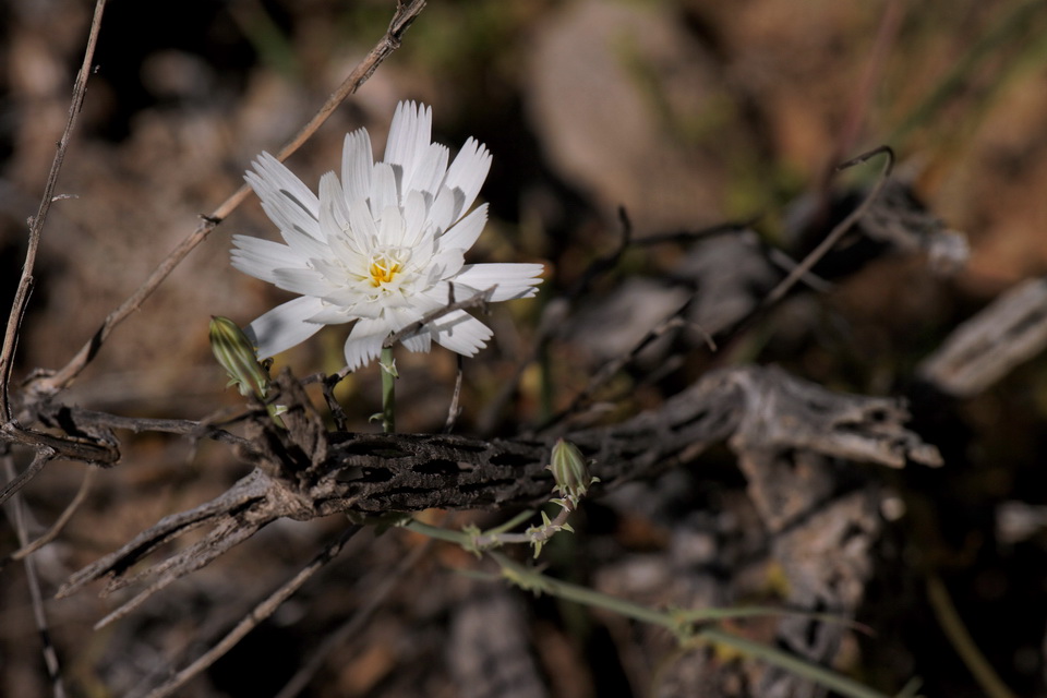 Desert Flower in Scottsdale, Arizona