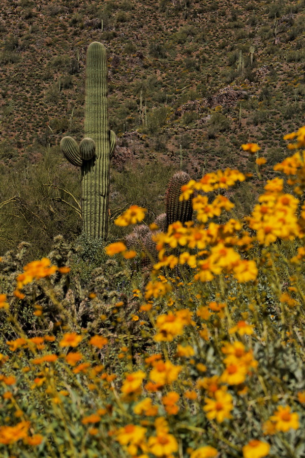 Yellow Field in Scottsdale, Arizona