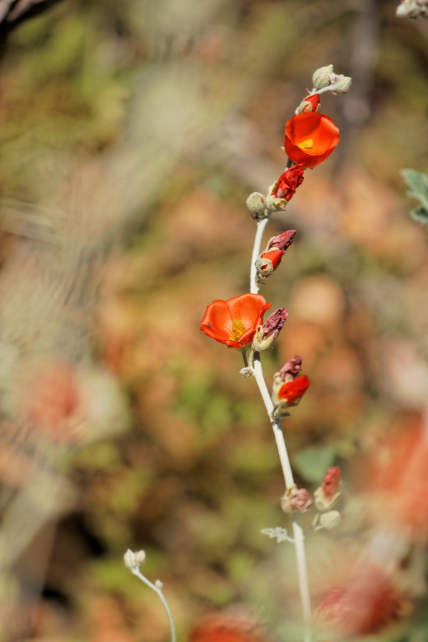 Red Beauty  in Scottsdale, Arizona