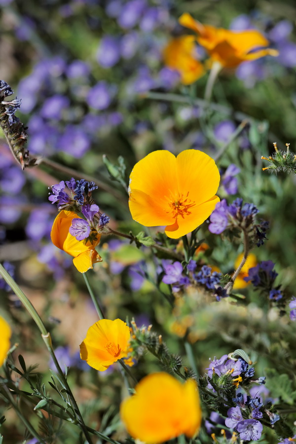 Desert Poppy in Scottsdale, Arizona