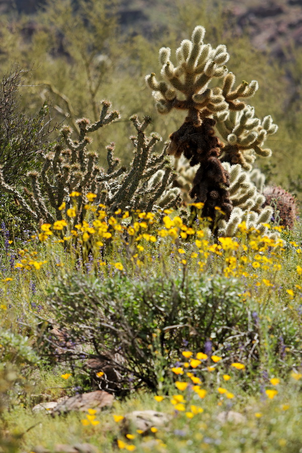 Flowers and Spikes in Scottsdale, Arizona