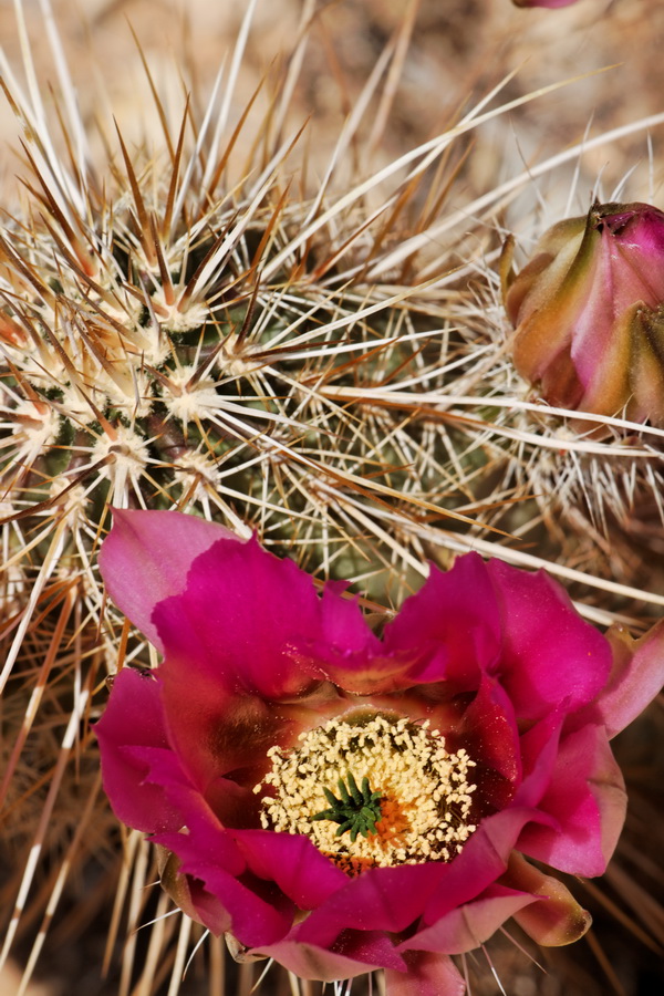 Hedgehog Blossom in Scottsdale, Arizona