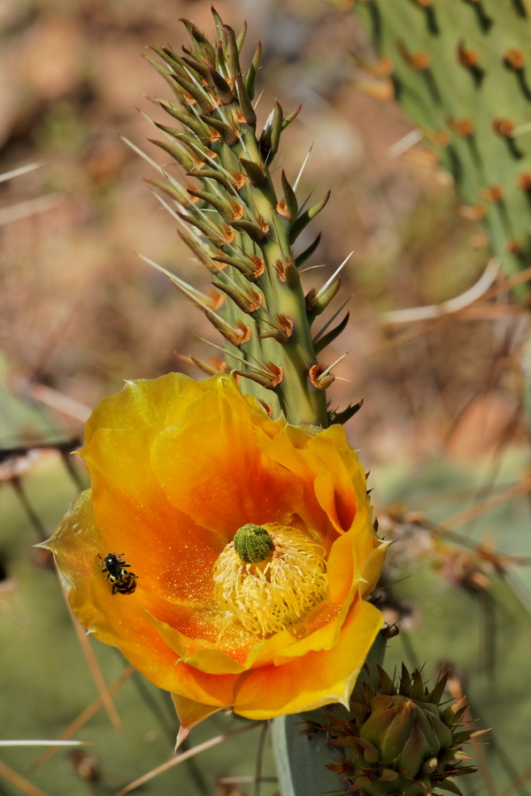 Prickly Pear Blossom in Scottsdale, Arizona