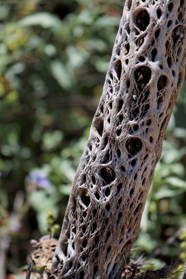 Cholla Skeleton in Scottsdale, Arizona