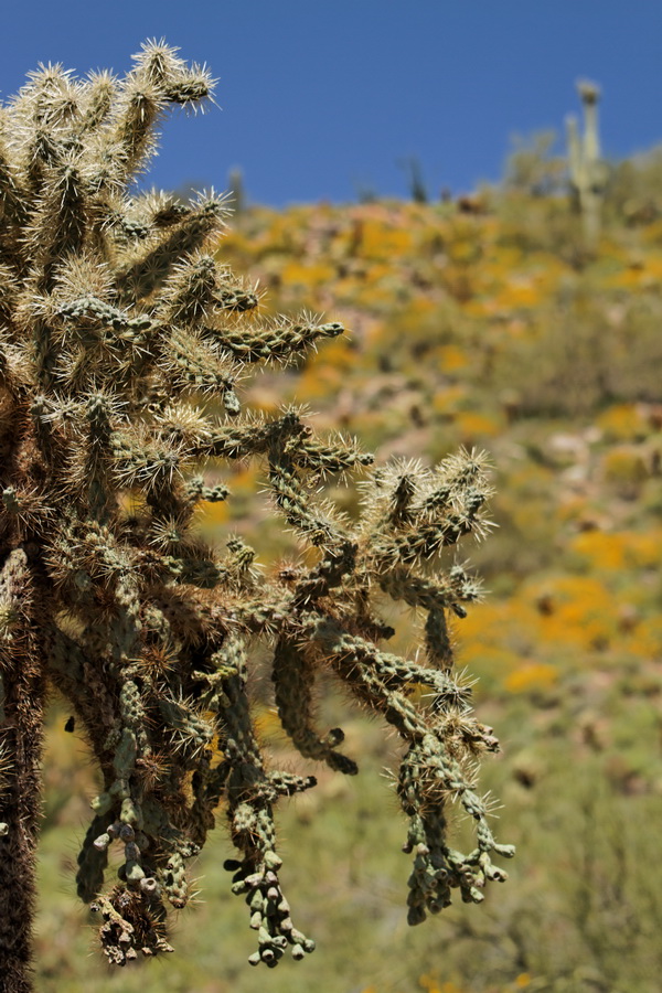 Chain Cholla in Scottsdale, Arizona