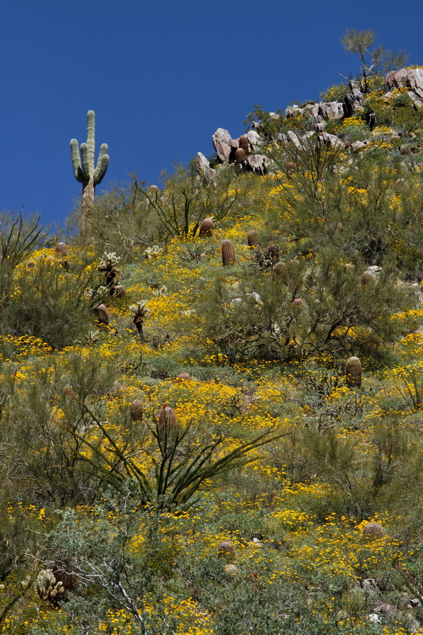 Green Desert in Scottsdale, Arizona