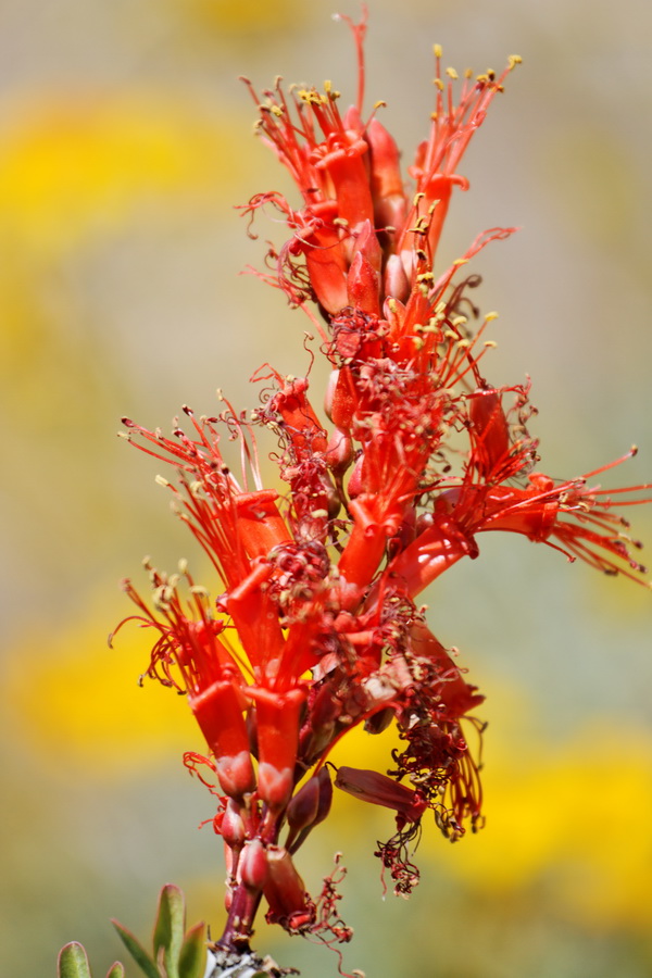 Ocotillo Flower in Scottsdale, Arizona
