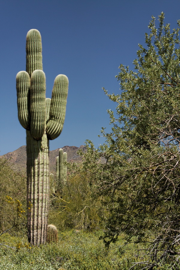 Desert Sentinel in Scottsdale, Arizona
