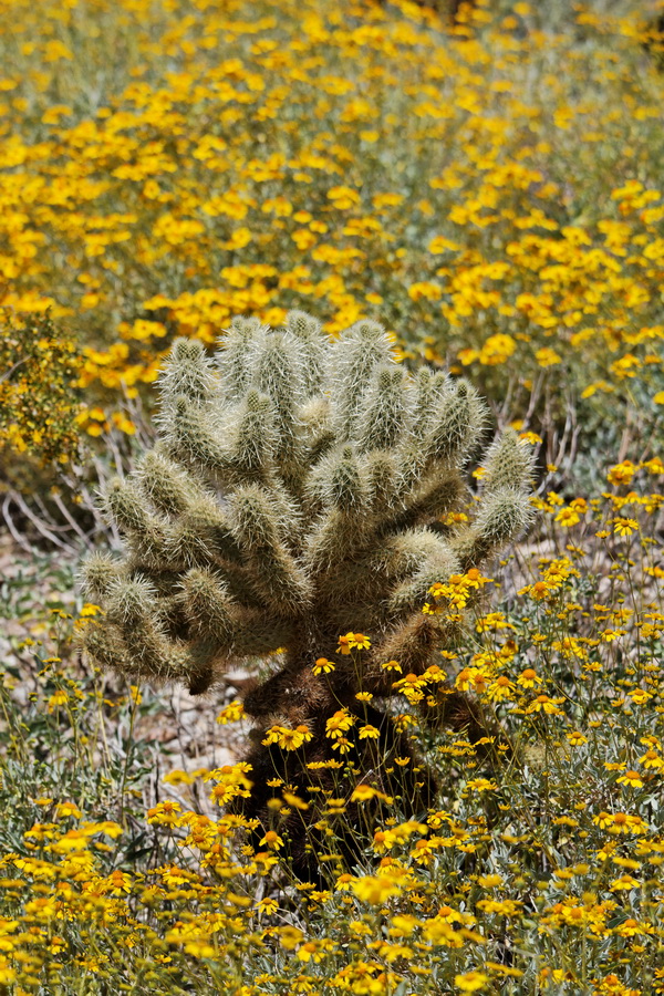 Out of Yellow in Scottsdale, Arizona