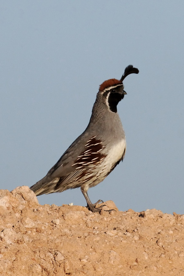 Quail in Scottsdale, Arizona