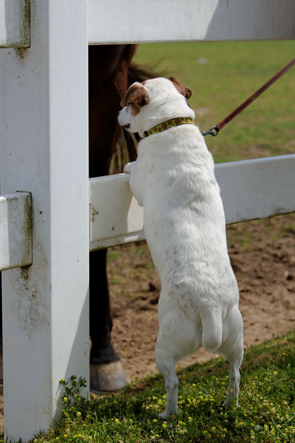 Watching Horses in Macon, Georgia