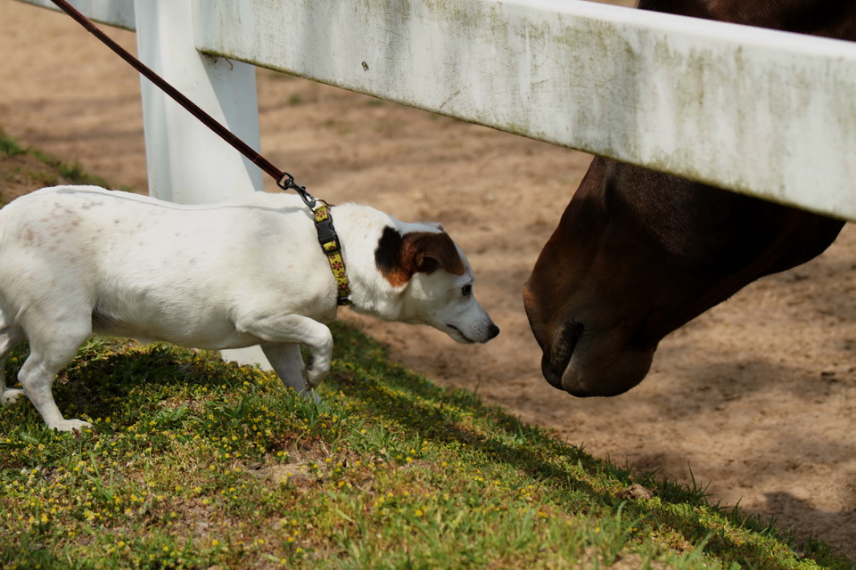 Nose to Nose in Macon, Georgia