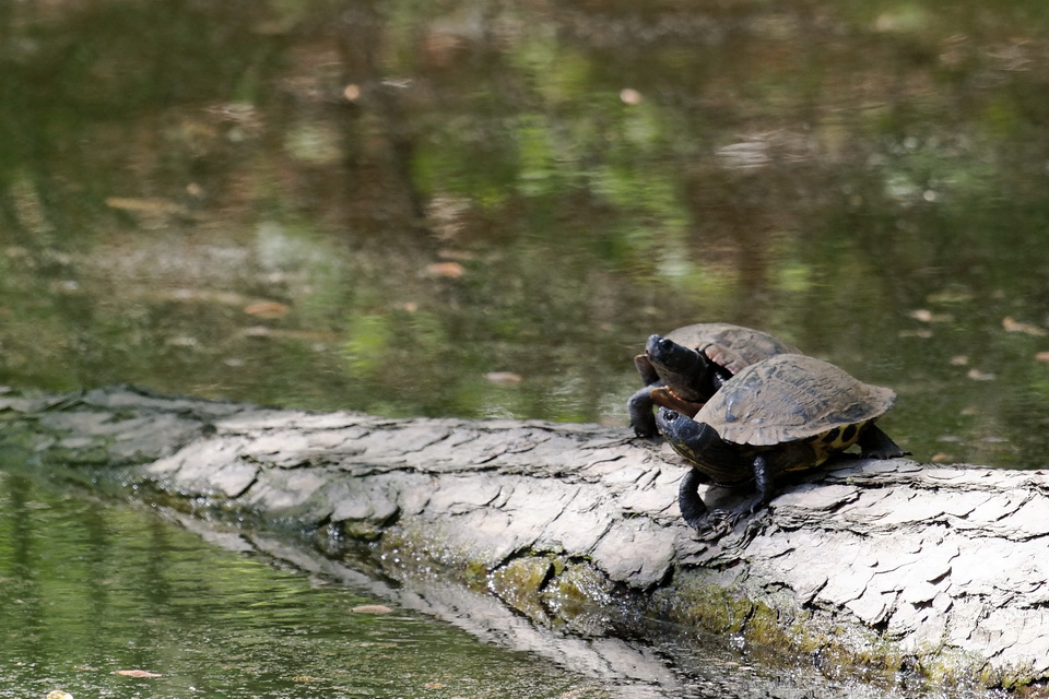 Two on a Log in Atlanta, Georgia