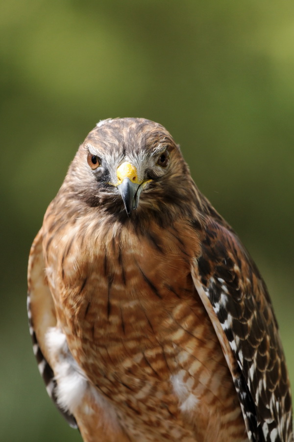 Red-Shouldered Hawk in Atlanta, Georgia