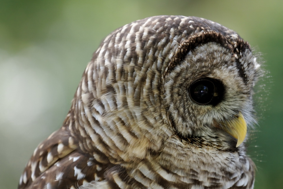 Barred Owl in Atlanta, Georgia