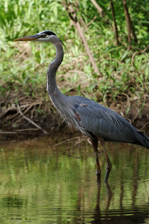 Blue Heron in Atlanta, Georgia