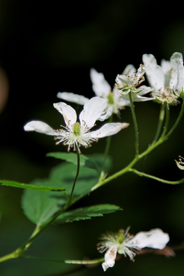 White Beauties in Atlanta, Georgia