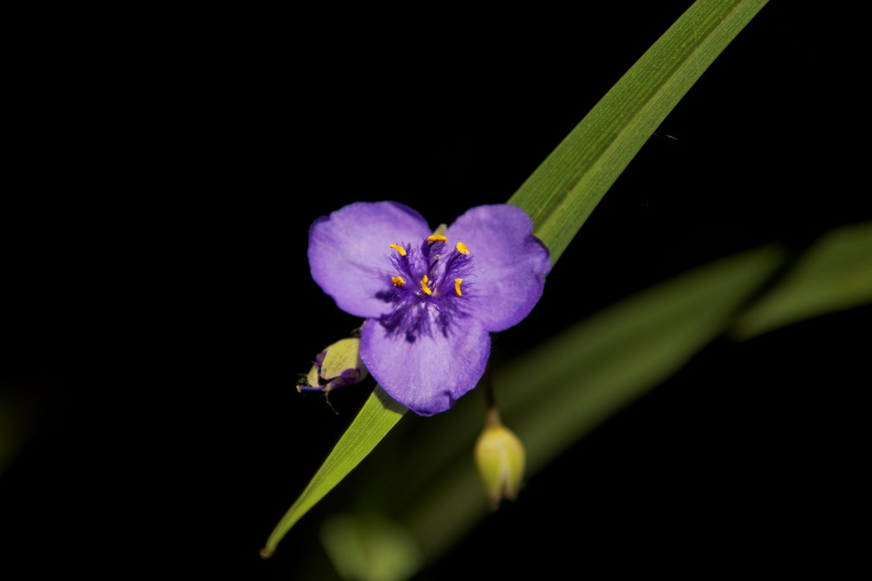 Little Touch of Purple in Atlanta, Georgia
