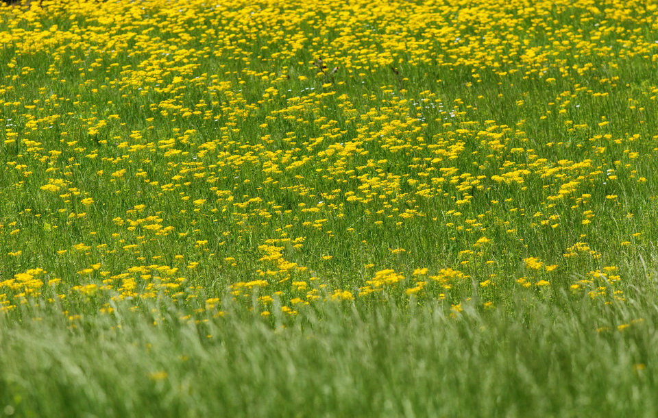 Sea of Yellow in Atlanta, Georgia