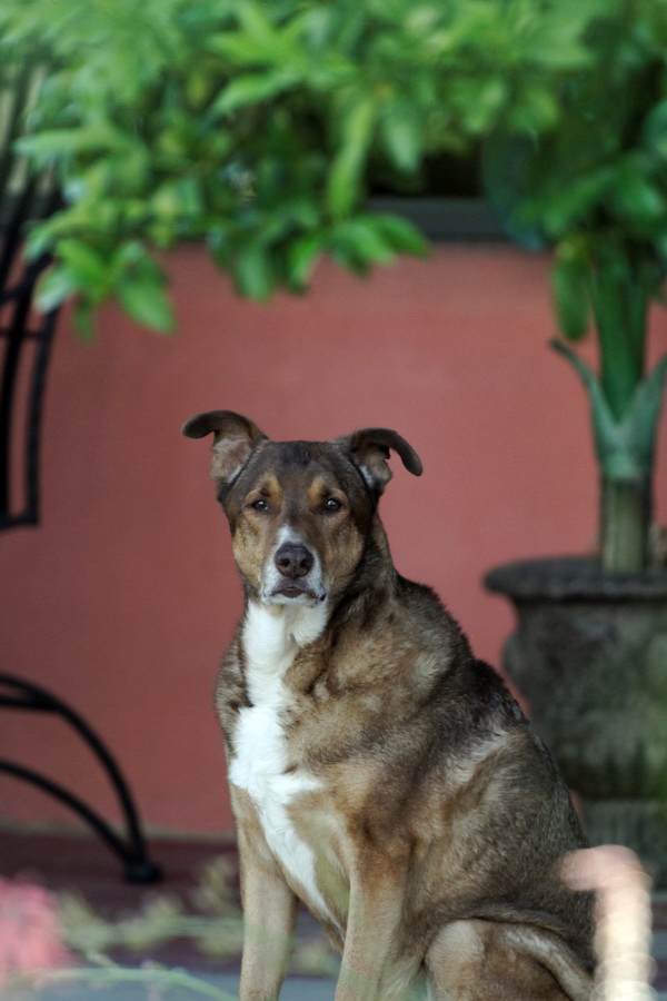 Gomez in Tucson, Arizona