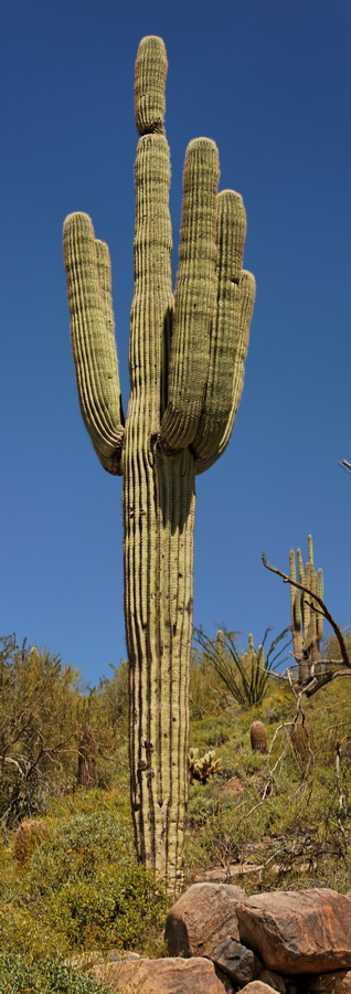 Tall Fella in Scottsdale, Arizona