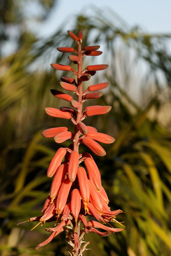 Tall Flower in Tucson, Arizona