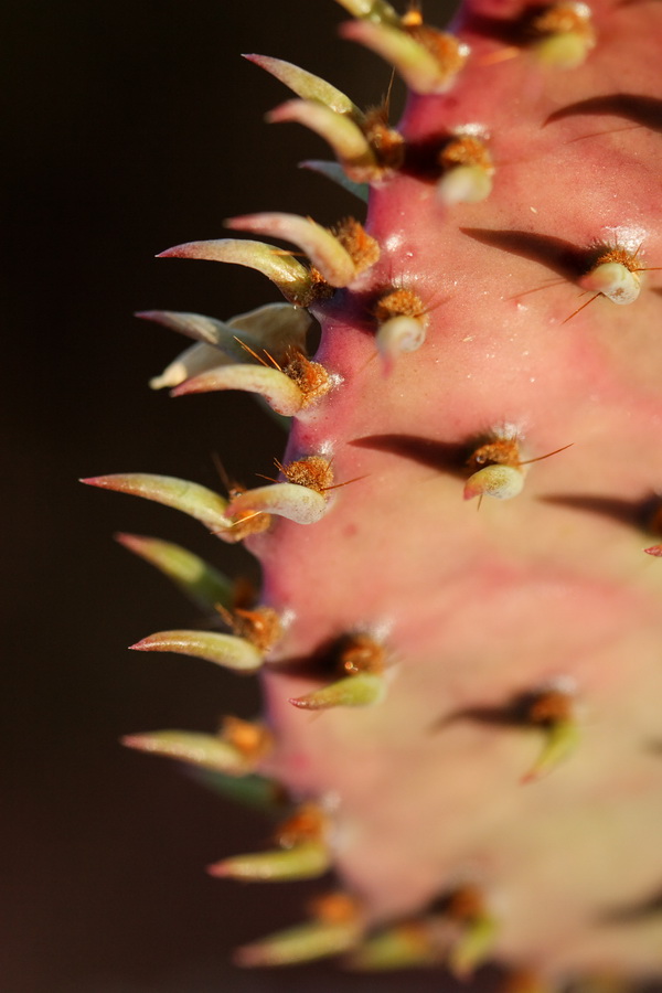 Prickly Macro in Tucson, Arizona