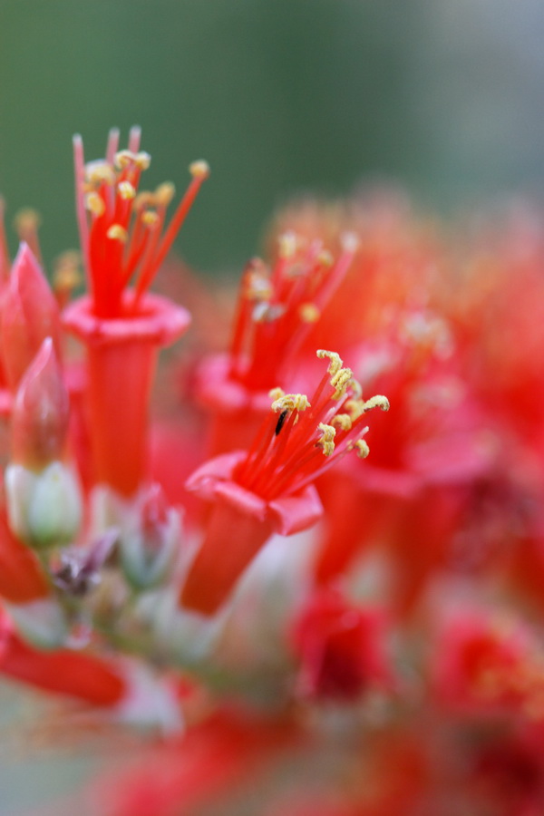 Ocotillo Up Close in Tucson, Arizona