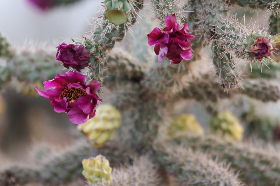 Cholla Blossom in Tucson, Arizona