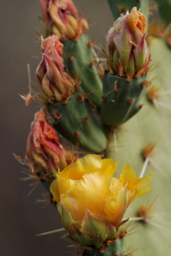Cactus Flower in Tucson, Arizona
