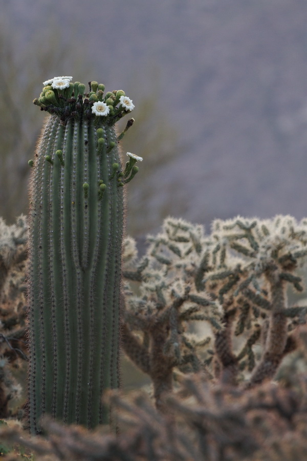 Prolific Saguaro in Tucson, Arizona
