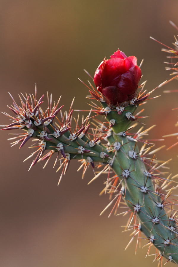 Cane Cholla in Tucson, Arizona