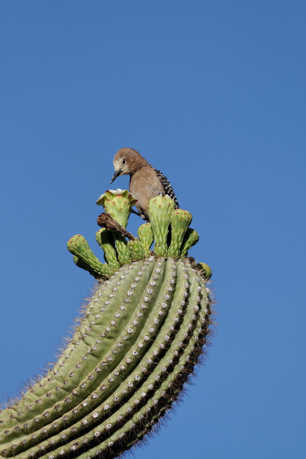 Looking for a Meal in Tucson, Arizona