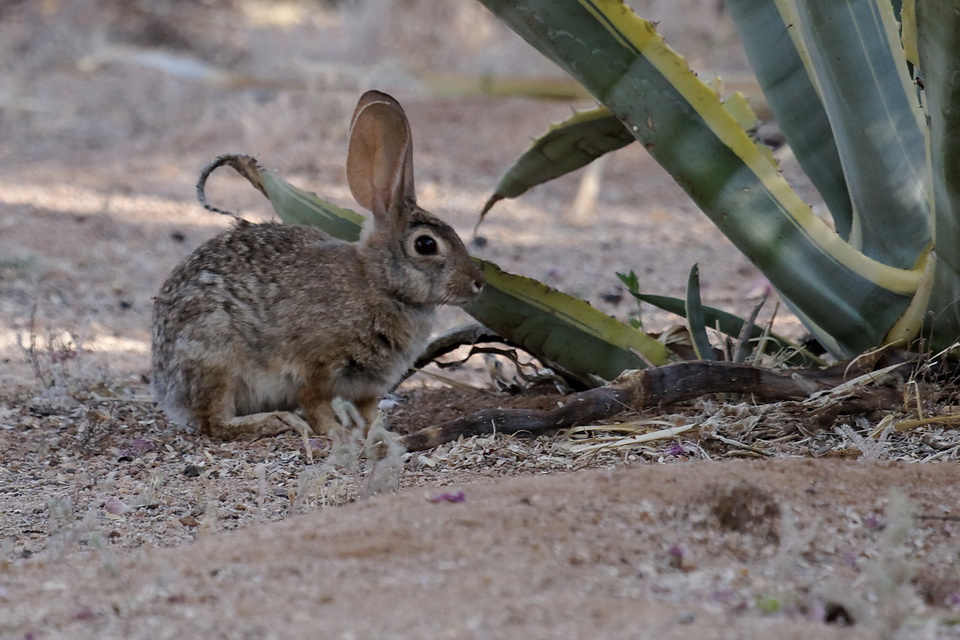 Little Jackrabbit in Tucson, Arizona