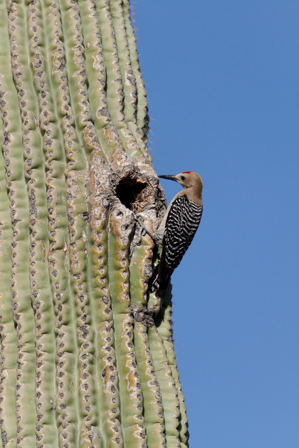 Home in Tucson, Arizona