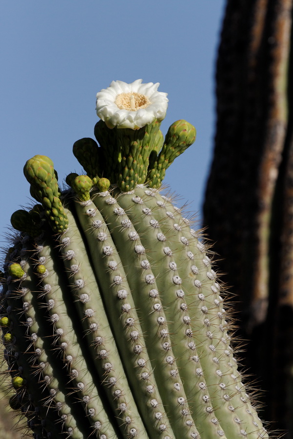 Saguaro Blossom in Tucson, Arizona