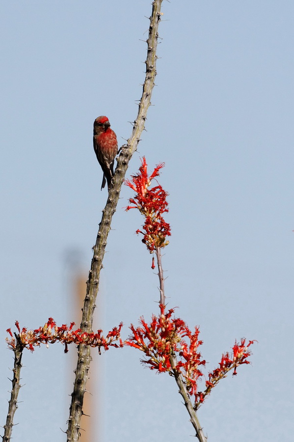 Matching Bird in Tucson, Arizona