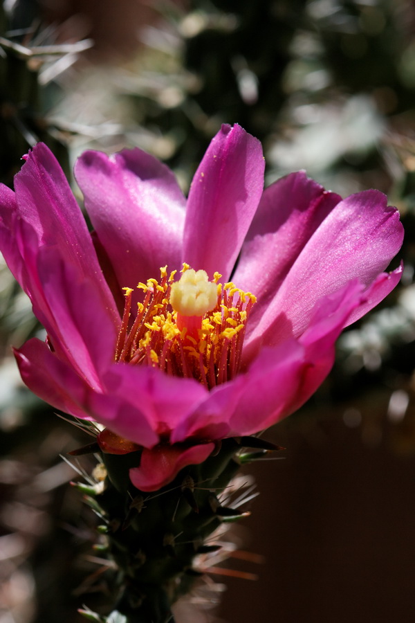 Desert Beauty in Tucson, Arizona