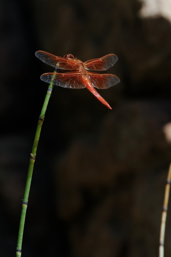 Red Dragon in Tucson, Arizona