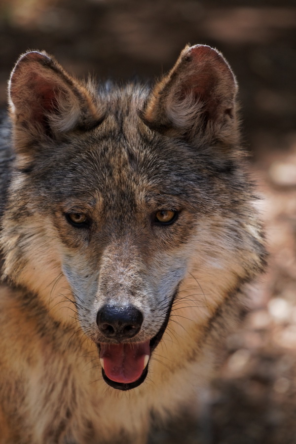 Mexican Wolf in Tucson, Arizona