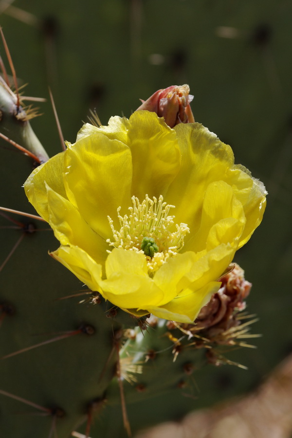 Pretty Pear in Tucson, Arizona