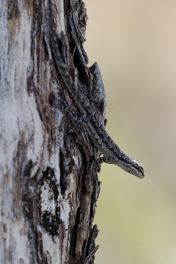 Low Contrast in Tucson, Arizona