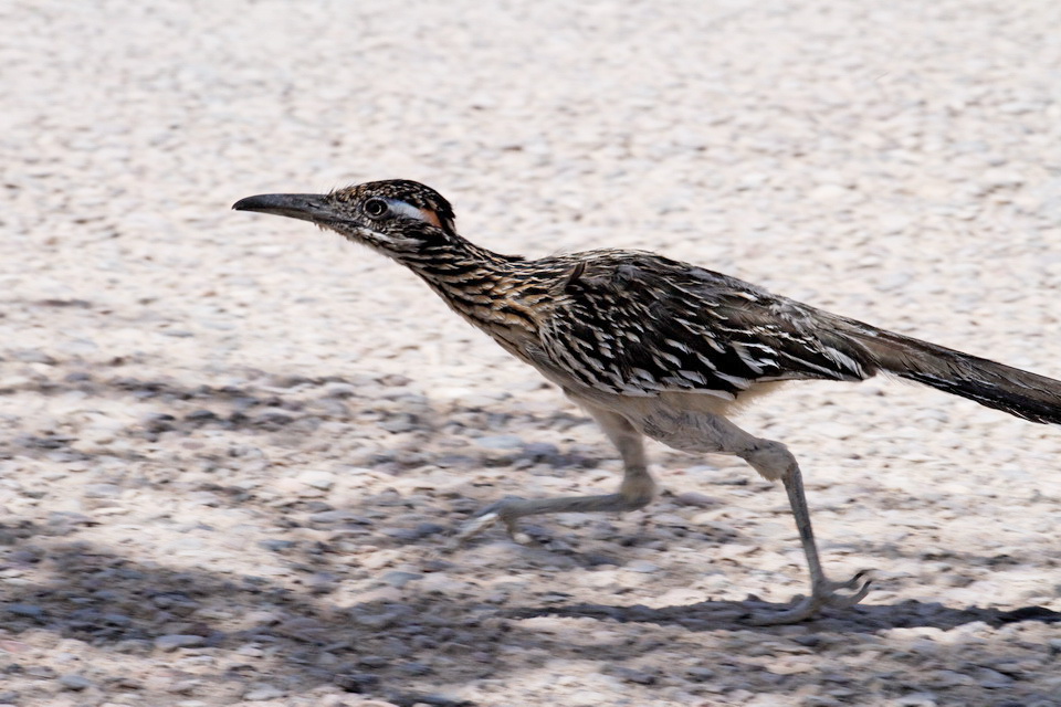 Fast One in Tucson, Arizona