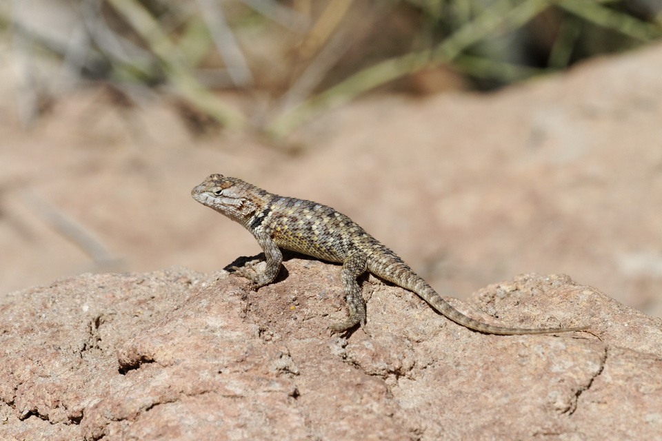 Sunning in Tucson, Arizona