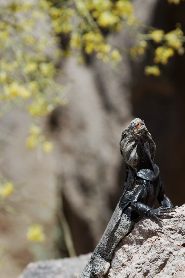 Escapee? in Tucson, Arizona